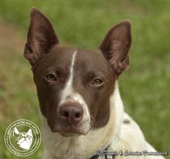 For Adoption Koda For Adoption Koda