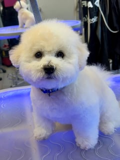 Blue Boy Available Now Bichon Frise