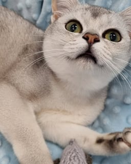 Available Soon Burmilla female Available Soon Burmilla female