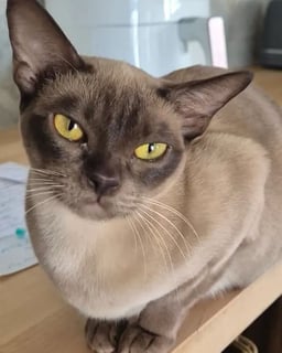 Available Now Burmese female