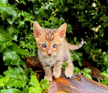 Available Soon Toyger Kittens Available Soon Toyger Kittens