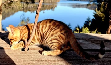Available Soon Toyger Kittens Available Soon Toyger Kittens