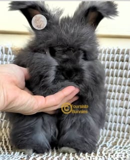 Available Now Purebred English Angora baby rabbits bunnies 