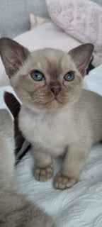 Available Soon Burmese kittens