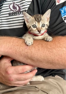 Available Now Purebred pedigree Bengal Female Kittens Available Now Purebred pedigree Bengal Female Kittens