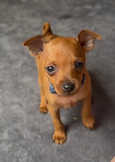 Available Now Purebred pedigree miniature pinscher Available Now Purebred pedigree miniature pinscher