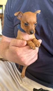 Available Now Purebred pedigree miniature pinscher 