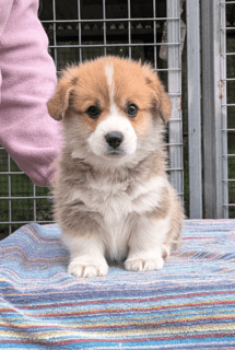 Available Soon Ochrehills Welsh Corgi puppies 