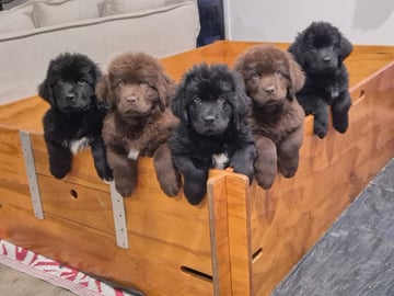Available Soon Newfoundland Puppies