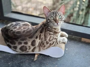 Wild Valley Yuki Available Soon AVELINE BENGAL KITTENS