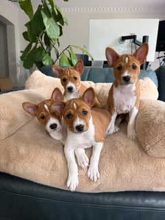Available Now Basenji Puppies available – Bakundu Basenjis, Sydney Available Now Basenji Puppies available – Bakundu Basenjis, Sydney