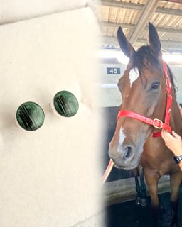 Promotion Pet Memorial Jewellery with Ashes & Fur - Perth - Everkeepsakes