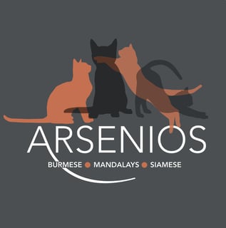 Available Now Siamese Kittens Available Now Siamese Kittens