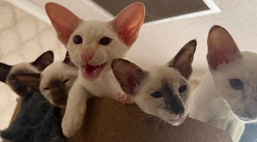 Available Now Siamese Kittens 
