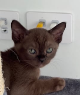 Available Soon Burmese Brown Boy Available Soon Burmese Brown Boy