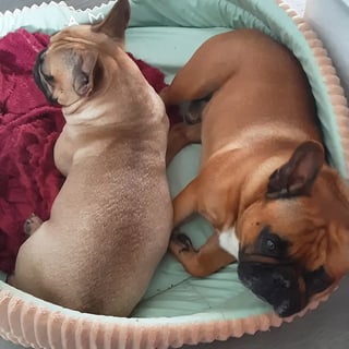 Mum and Dad Available Soon French Bulldog