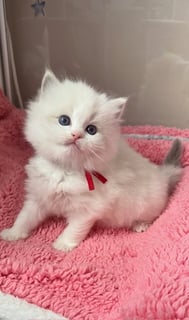 Blue tabby Bicolour BOY Available Soon BLUE BICOLOUR TABBY