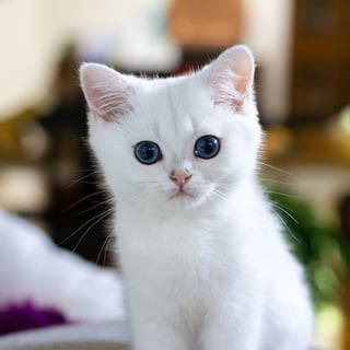 Available Now Pedigreed British Shorthair Silver Chinchilla Male Kitten Available Now Pedigreed British Shorthair Silver Chinchilla Male Kitten