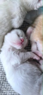 Available Soon Expressions of Interest welcome - Maine Coon Kittens Available Soon Expressions of Interest welcome - Maine Coon Kittens