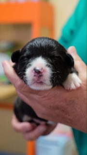 Available Now Lucky Eight Litter - Corgi Puppies
