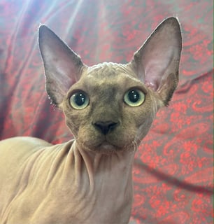 Available Now Retired Sphynx Queen - Aelan