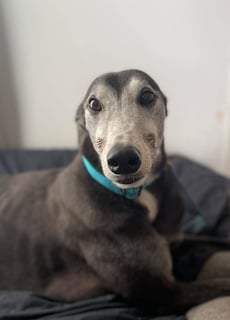 For Adoption Zac - male Greyhound For Adoption Zac - male Greyhound