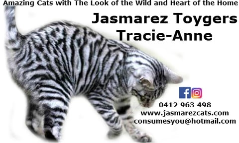 Power My Toyger Stud