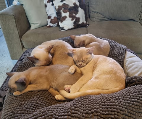 Afternoon nap