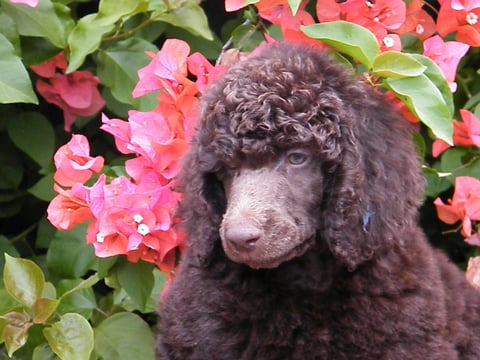 brown puppy