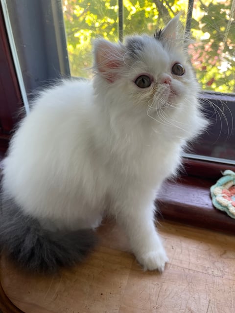 Viviana blue van Persian female kitten