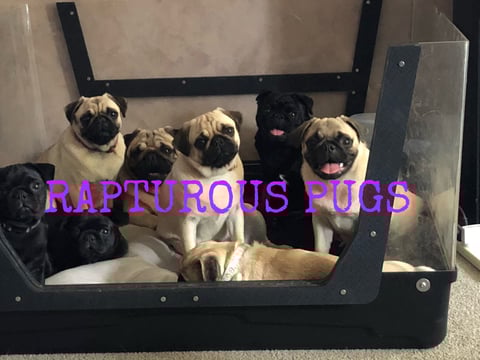 Our Pug Family