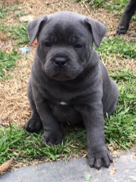 puppy