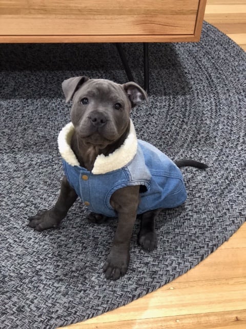 one of our previous puppies