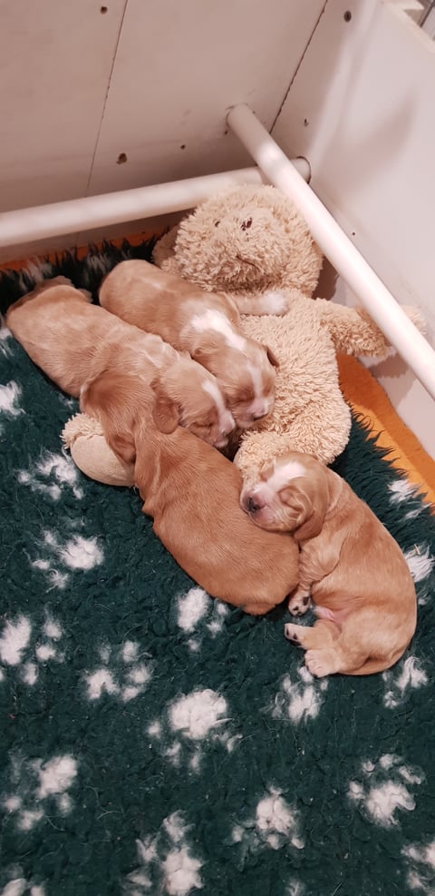 Quality Gold puppies