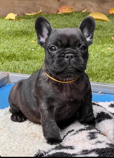 Mambilou French Bulldog Pup