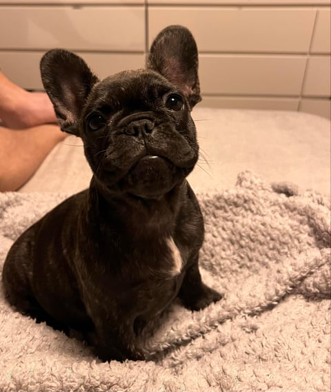 Mambilou French Bulldog Pup