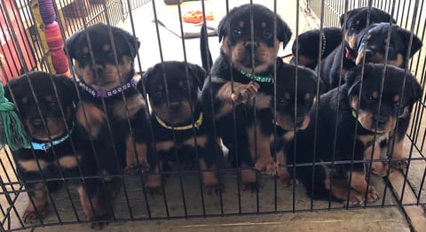 Puppies Available