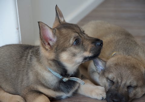 Balgravia Swedish Vallhund's