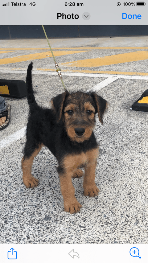 8 weeks old last litter photo