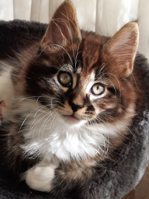 Cute maine Coon kitten.