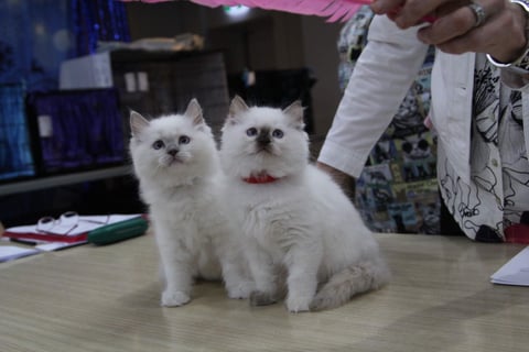 Kittens on the show bench