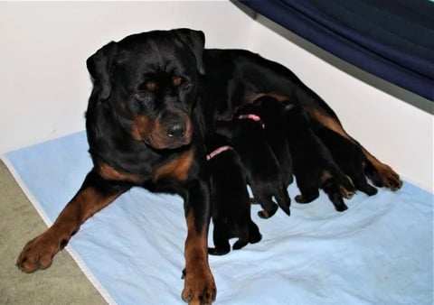 Previous litter