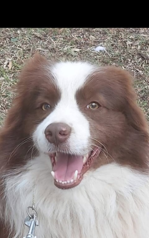 Luey, sire of pending litter 