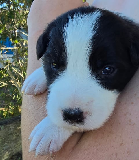 Remaining puppy left