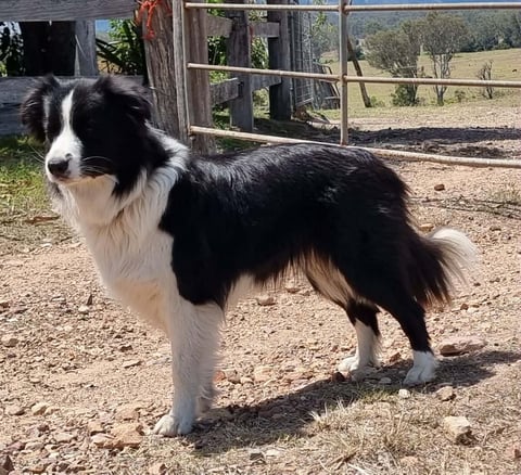 Binbirrim Lady Silvia 2025