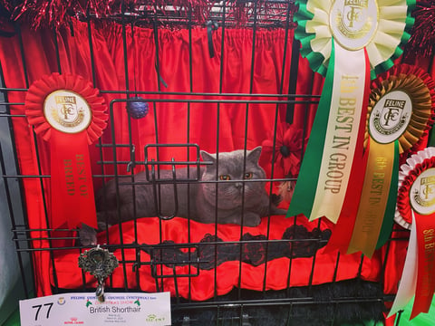 Bailey- GOLD Double Grand Champion