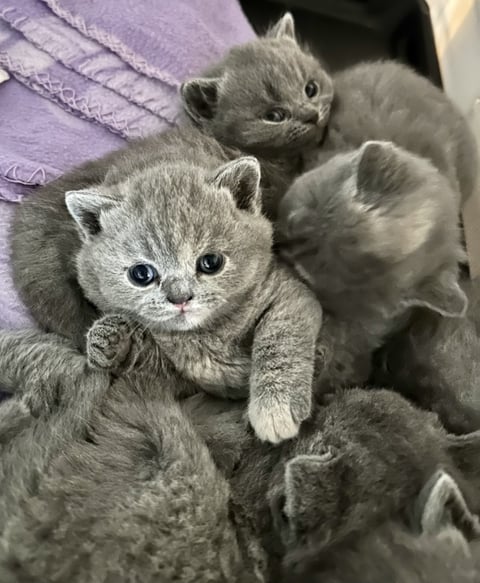 Blue Kittens