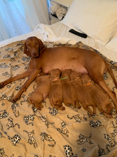 Mum with pups 