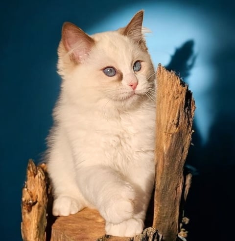 Chocolate mink Bi colour male Ragdoll