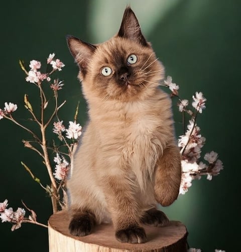 Seal Mink male Ragdoll